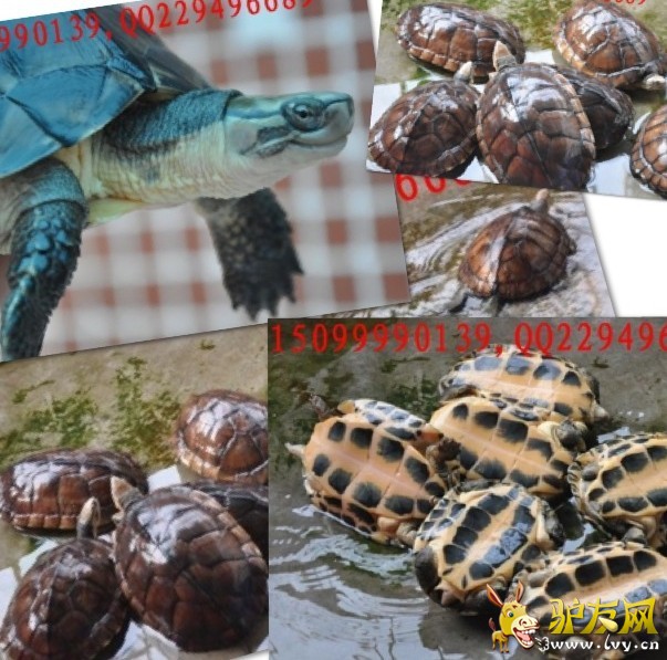 新大.jpg