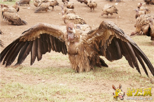 色达4.jpg